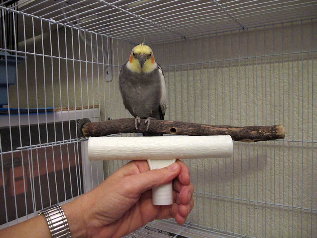 Percher Tip: Offer the perch component to your bird.