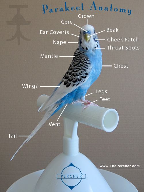 Percher Parakeet Anatomy